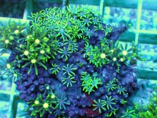 画像2: No.9 スターポリプ メタリックグリーンフラグ (2)