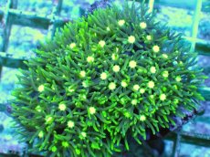 画像1: No.10 スターポリプ メタリックグリーンフラグ (1)