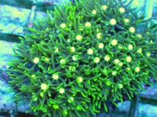 画像2: No.10 スターポリプ メタリックグリーンフラグ (2)