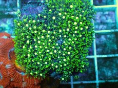 画像2: No.11 スターポリプ メタリックグリーンフラグ (2)