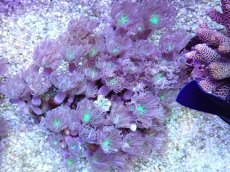 画像1: No.1 フィジー産 ツツウミヅタ グリーンコア (1)