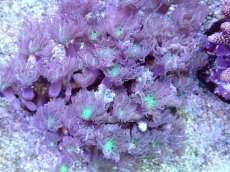 画像2: No.1 フィジー産 ツツウミヅタ グリーンコア (2)