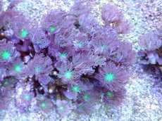 画像1: No.2 フィジー産 ツツウミヅタ グリーンコア (1)