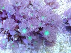 画像2: No.2 フィジー産 ツツウミヅタ グリーンコア (2)