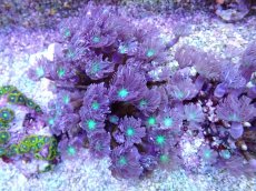 画像1: No.3 フィジー産 ツツウミヅタ グリーンコア (1)