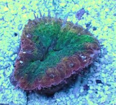 画像1: No.１ オーストラリア産 ハナガタサンゴ (1)