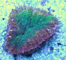 画像2: No.１ オーストラリア産 ハナガタサンゴ (2)