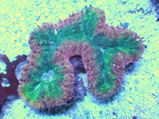 画像1: No.２ オーストラリア産 ハナガタサンゴ (1)