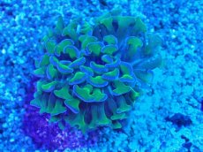 画像1: No.1 オーストラリア産 ナガレハナサンゴ 茎グリーン (1)