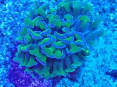 画像2: No.1 オーストラリア産 ナガレハナサンゴ 茎グリーン (2)