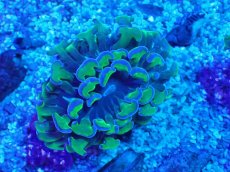 画像1: No.2 オーストラリア産 ナガレハナサンゴ 茎グリーン (1)