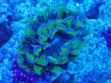 画像2: No.2 オーストラリア産 ナガレハナサンゴ 茎グリーン (2)