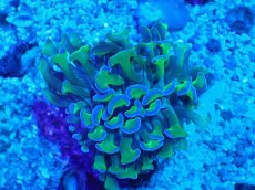 画像1: No.3 オーストラリア産 ナガレハナサンゴ 茎グリーン (1)