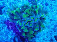 画像2: No.3 オーストラリア産 ナガレハナサンゴ 茎グリーン (2)