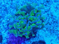 画像1: No.4 オーストラリア産 ナガレハナサンゴ 茎グリーン (1)