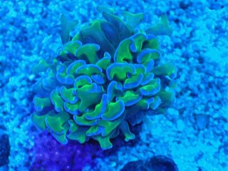 ナガレハナサンゴを買うならアクアスタイルユー｜大阪からサンゴを全国