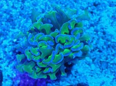 画像2: No.4 オーストラリア産 ナガレハナサンゴ 茎グリーン (2)