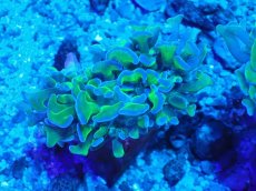 画像1: No.5 オーストラリア産 ナガレハナサンゴ 茎グリーン (1)