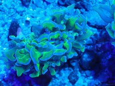 画像2: No.5 オーストラリア産 ナガレハナサンゴ 茎グリーン (2)