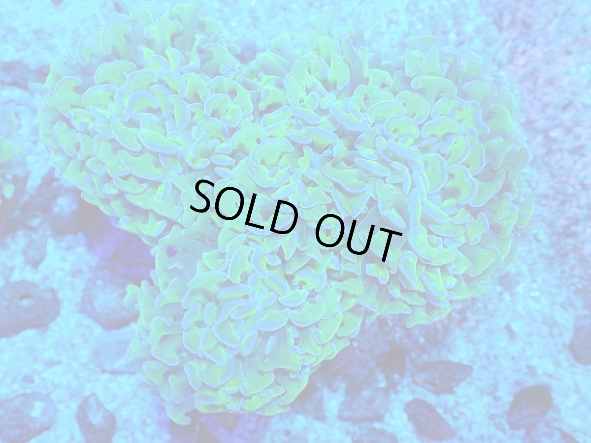 画像1: No.6 オーストラリア産 ナガレハナサンゴ 茎グリーン (1)