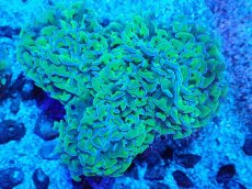 画像1: No.6 オーストラリア産 ナガレハナサンゴ 茎グリーン (1)