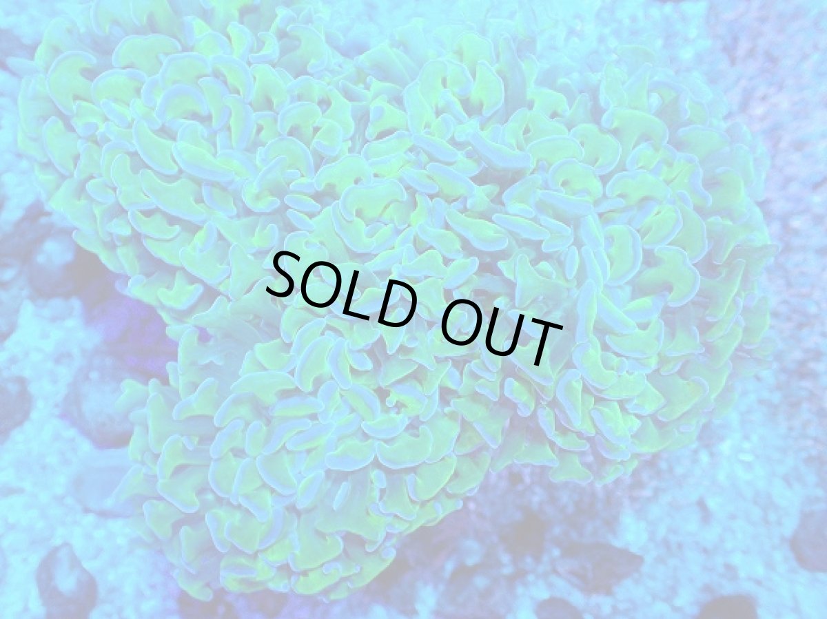 画像2: No.6 オーストラリア産 ナガレハナサンゴ 茎グリーン (2)