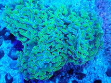 画像2: No.6 オーストラリア産 ナガレハナサンゴ 茎グリーン (2)