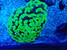 画像1: No.7 オーストラリア産 ナガレハナサンゴ メタリックグリーン (1)