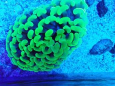 画像2: No.7 オーストラリア産 ナガレハナサンゴ メタリックグリーン (2)