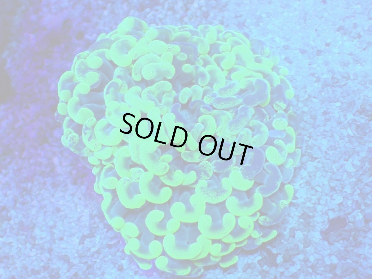 画像1: No.8 オーストラリア産 ナガレハナサンゴ Blotchy Toxic (1)