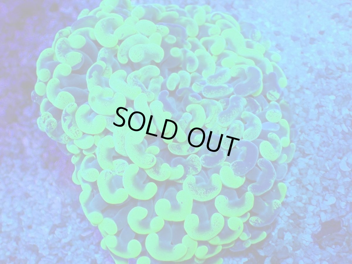 画像2: No.8 オーストラリア産 ナガレハナサンゴ Blotchy Toxic (2)