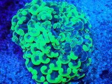 画像2: No.8 オーストラリア産 ナガレハナサンゴ Blotchy Toxic (2)