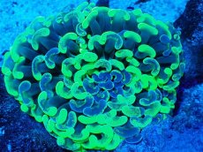 画像2: No.9 オーストラリア産 ナガレハナサンゴ Blotchy Toxic (2)