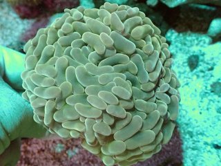 ナガレハナサンゴを買うならアクアスタイルユー｜大阪からサンゴを全国