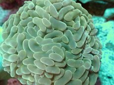 画像2: No.10 オーストラリア産 ナガレハナサンゴ 薄オレンジ (2)