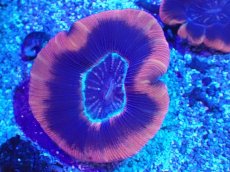 画像1: No.1 オーストラリア産 オオバナサンゴ レッド (1)