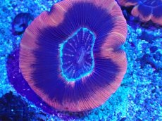 画像2: No.1 オーストラリア産 オオバナサンゴ レッド (2)