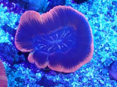 画像1: No.2 オーストラリア産 オオバナサンゴ レッド (1)