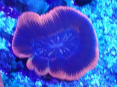 画像2: No.2 オーストラリア産 オオバナサンゴ レッド (2)