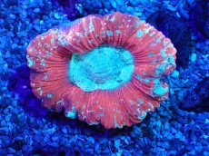 画像1: No.3 オーストラリア産 オオバナサンゴ レッド (1)