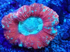 画像2: No.3 オーストラリア産 オオバナサンゴ レッド (2)