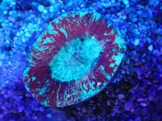 画像1: No.4 オーストラリア産 オオバナサンゴ レッド (1)