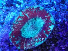 画像2: No.4 オーストラリア産 オオバナサンゴ レッド (2)