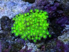 画像1: No.１ 激レア　ハナガササンゴ　Glitter (1)