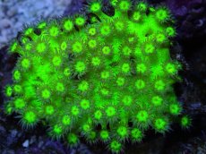 画像2: No.１ 激レア　ハナガササンゴ　Glitter (2)