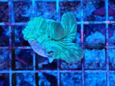 画像1: No.1 フォックスコーラル カット個体 (1)