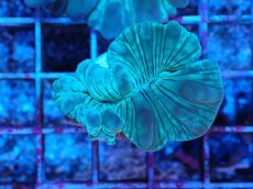 画像1: No.2 フォックスコーラル カット個体 (1)