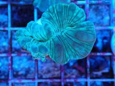 画像2: No.2 フォックスコーラル カット個体 (2)