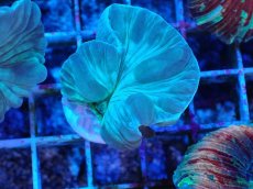 画像1: No.3 フォックスコーラル カット個体 (1)