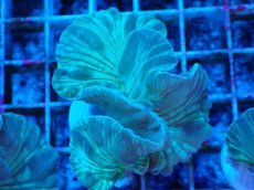 画像1: No.4 フォックスコーラル カット個体 (1)